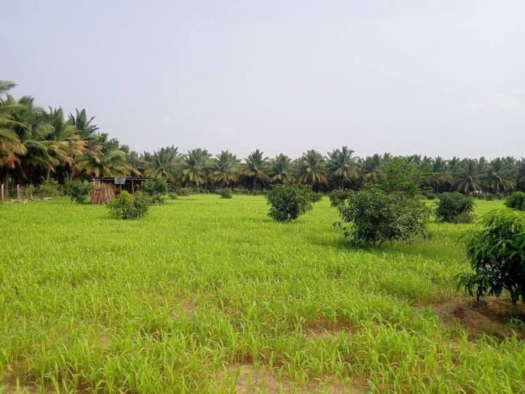 Agriculture Empty land available