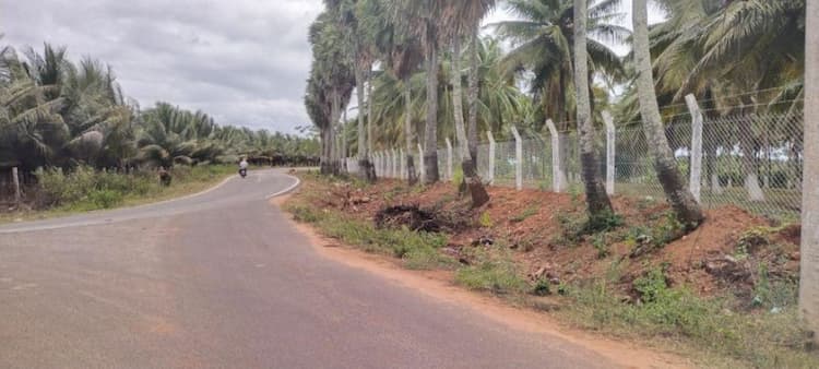 coconut farm land for sale