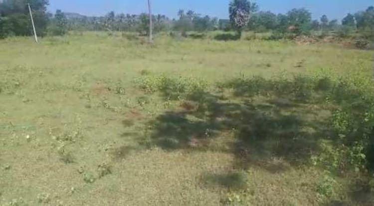 Agricultural Land