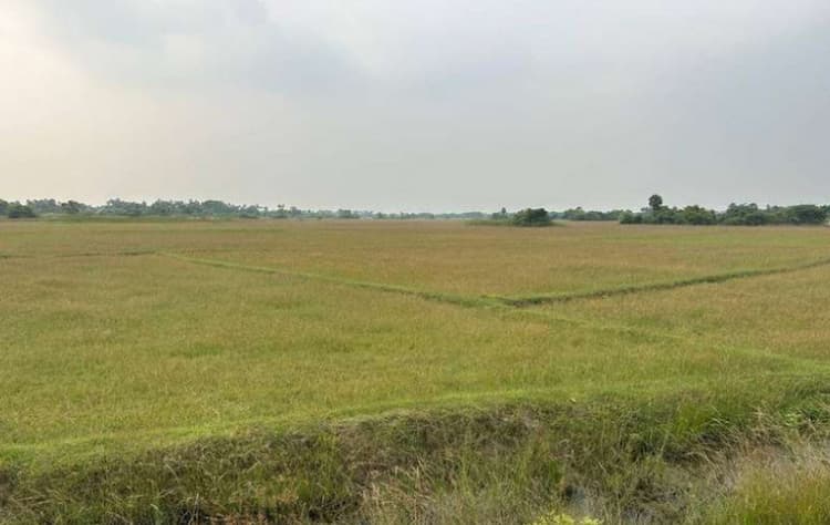 Punjai Land For Sale