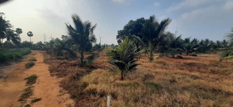 2 acre coconut farm land for sale