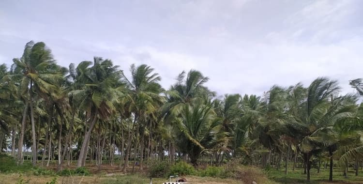 coconut farm land for sale