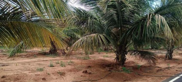 Land for Sale