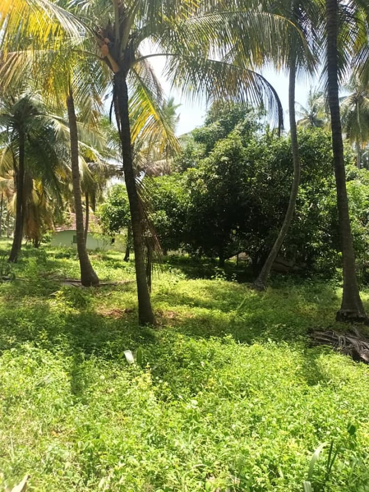 5 Acer coconut farm for sale