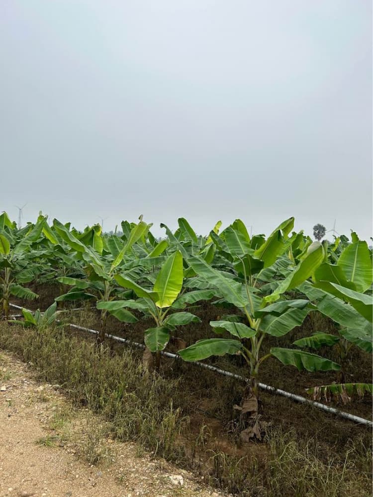 Agricultural land for sale