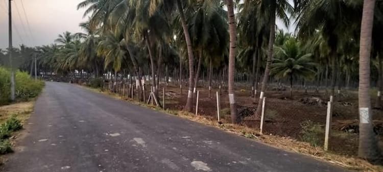 Coconut Farm For Sale