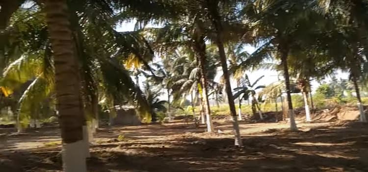 3.5 Acre Coconut Farm for Sale