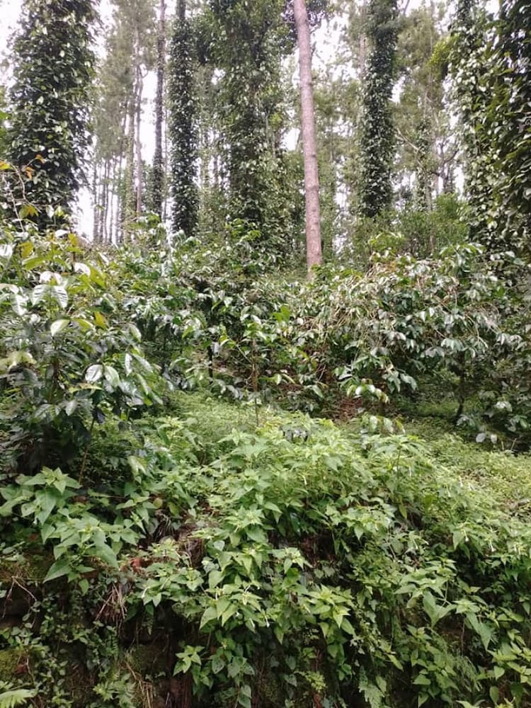 148 Acres Coffee Estate for sale