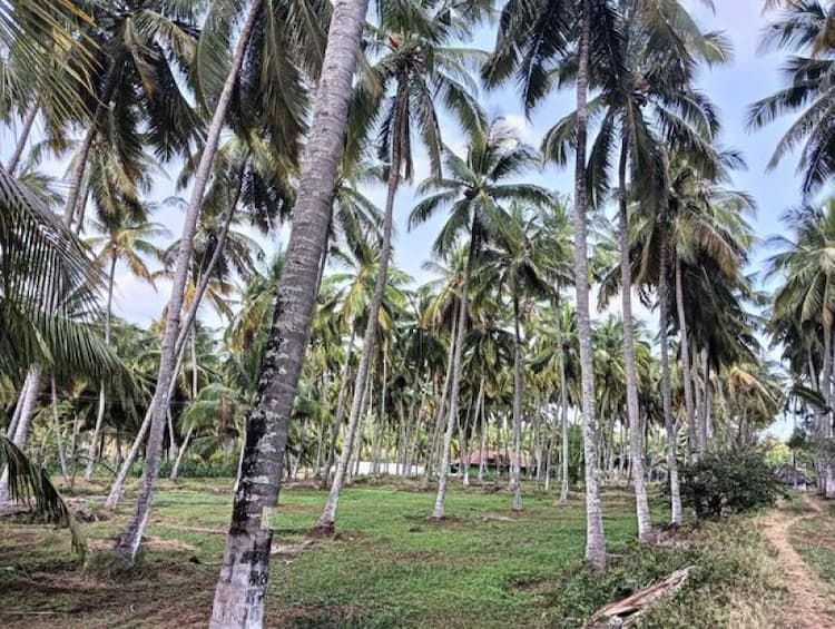 Land for Sale