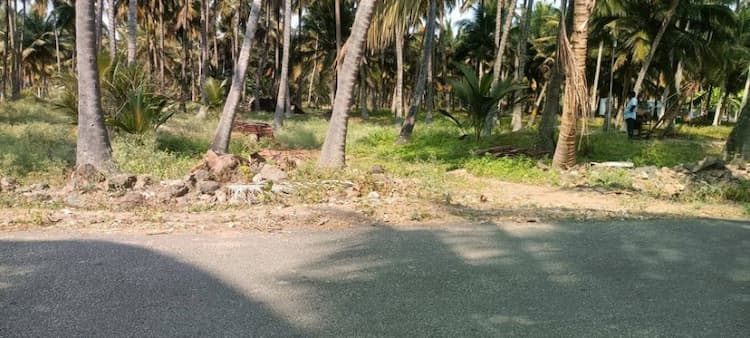 coconut farm land for sale