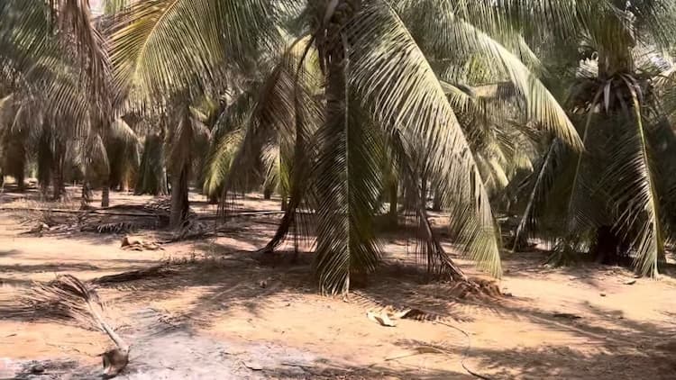 Farm with Farm House for Sale