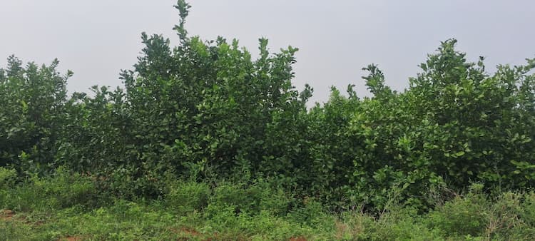 3 Acre 3 Cent Land for Sale