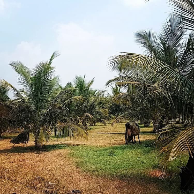 coconut farm land for sale