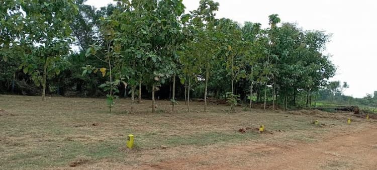 Farm Land Plots for Sale