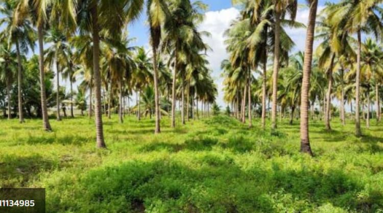 Agricultural Land For Sale In Karamadai