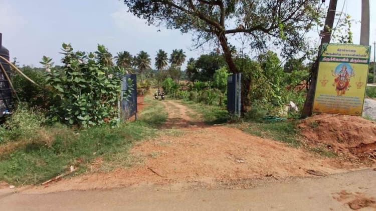 Coconut Farm Land  For Sale