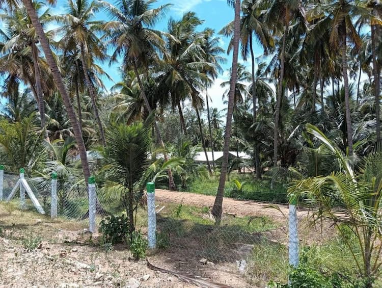 coconut farm land for sale
