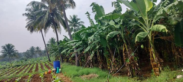 2.75 acre garden for sale