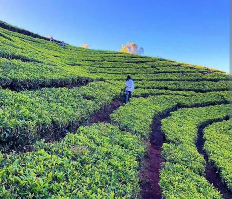 LAND FOR SALE IN OOTY COONOOR HIGHWAY NEAR KETTI