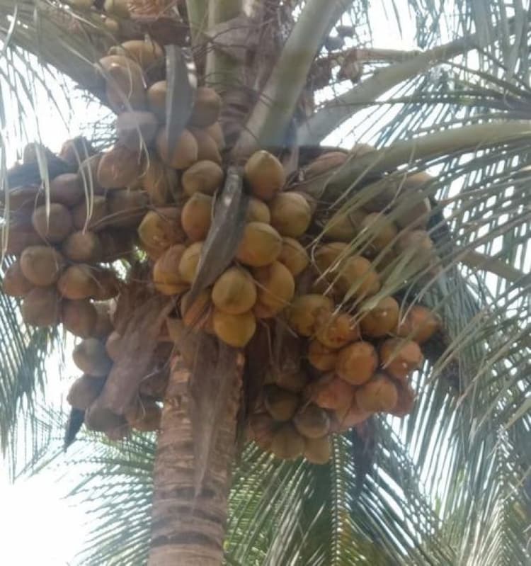 Coconut Farm For Sale