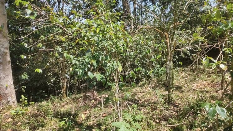 2 Acre agriculture land for sale