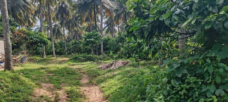 coconut land for sale