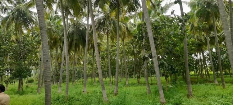 13 ACRES COCONUT & AMALA FARM LAND SALES AT DINDIGUL