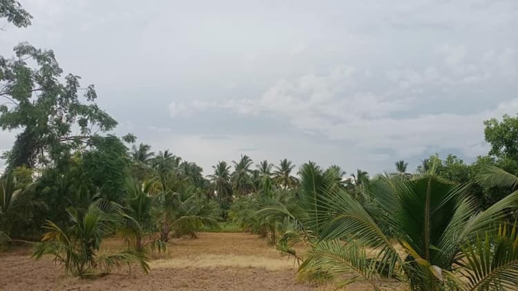coconut land for sale