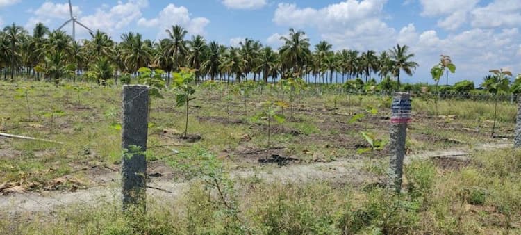 coconut farm land for sale