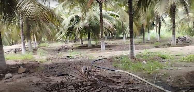 4 Acres Coconut Farm for Sale