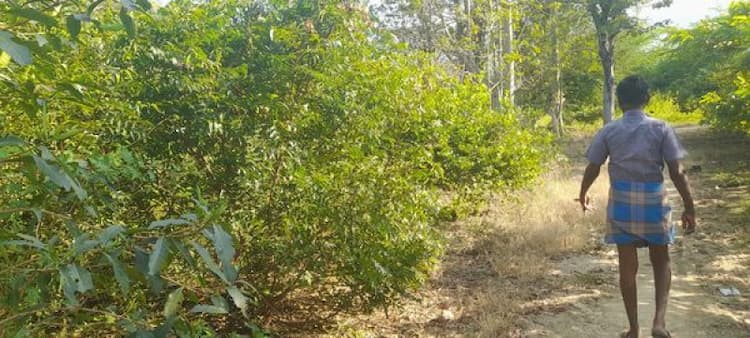  5  acre Coconut, Mango Lemon & koiya Farm For Sale 