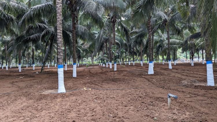 coconut farm land for sale