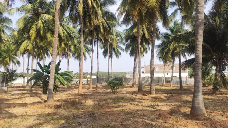 75 Cent Coconut Farm for Sale