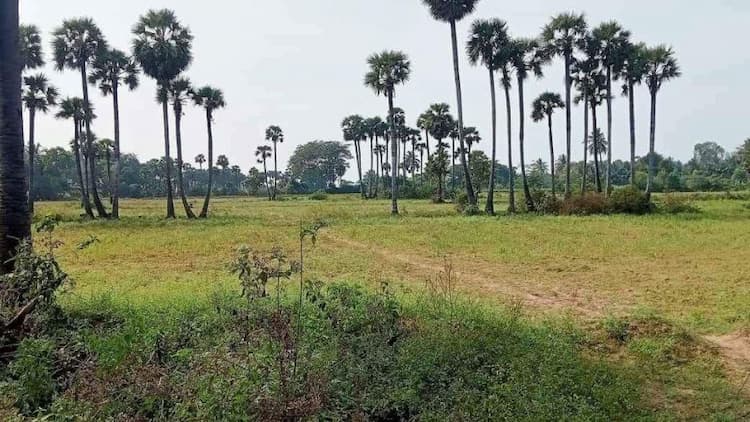 3.50 Punjai Land for Sale