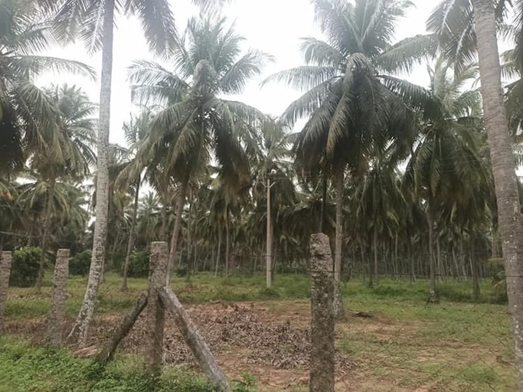 4 Acer coconut farm for sale