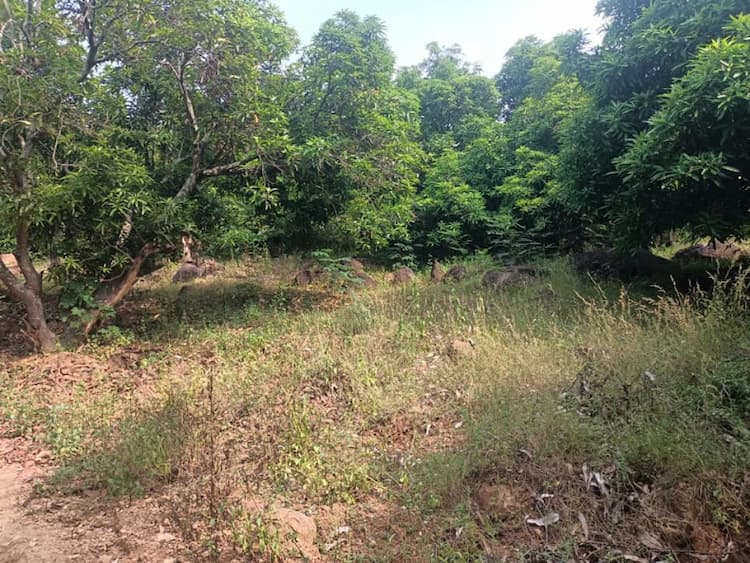Farm land sale