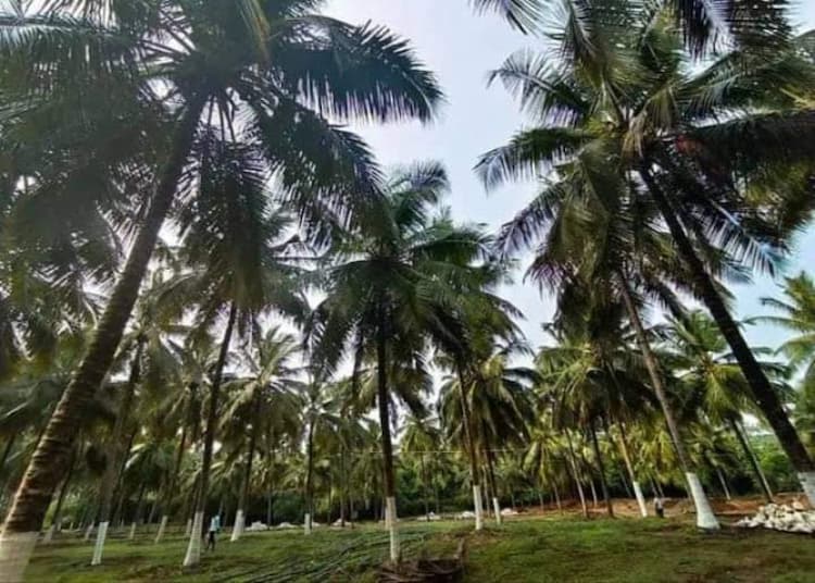 Coimbatore farmland for sale