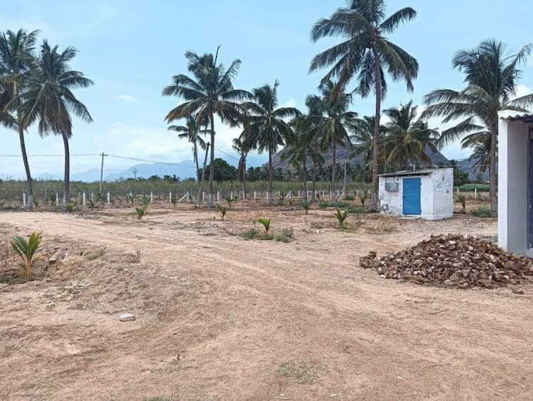 coconut kannu thoppu for sale