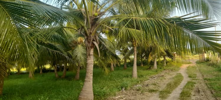  Coconut Farm For Sale Near Ramarajapuram