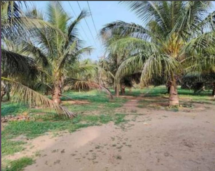 4.25 Acres Coconut Farm for Sale