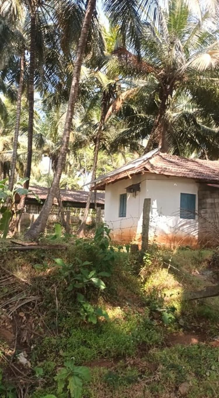 coconut farm land for sale