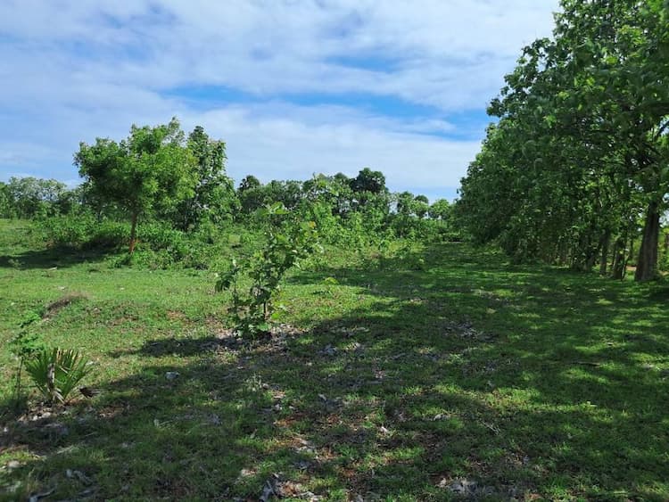 100 ஏக்கர் பரப்பளவு  பூமி விற்பனைக்கு