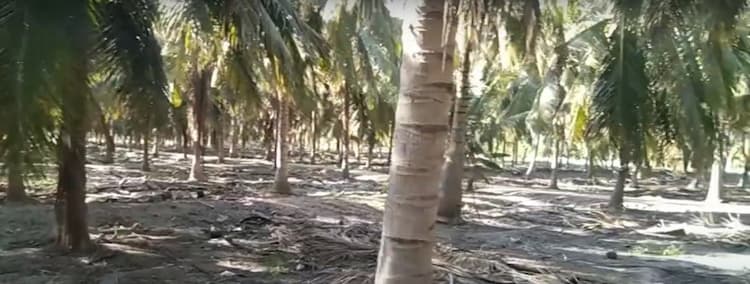 15 Acre Coconut Farm Land for Sale