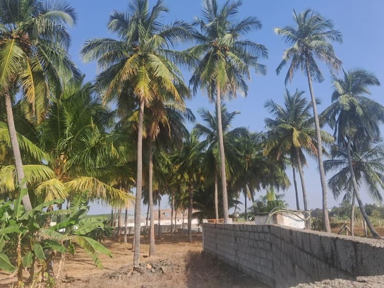 75 Cent Farm for Sale