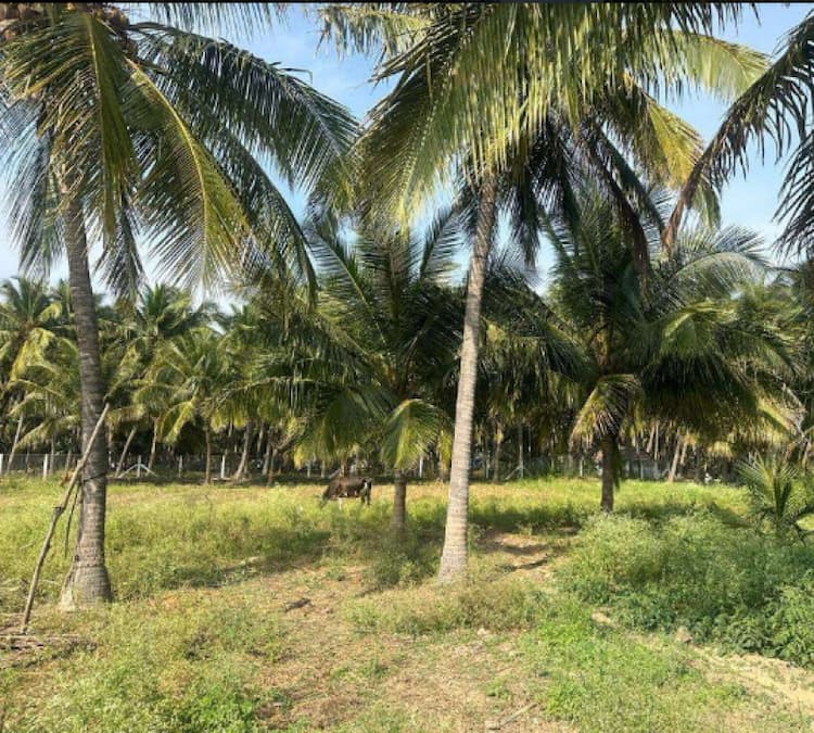 50 Cent Land for Sale