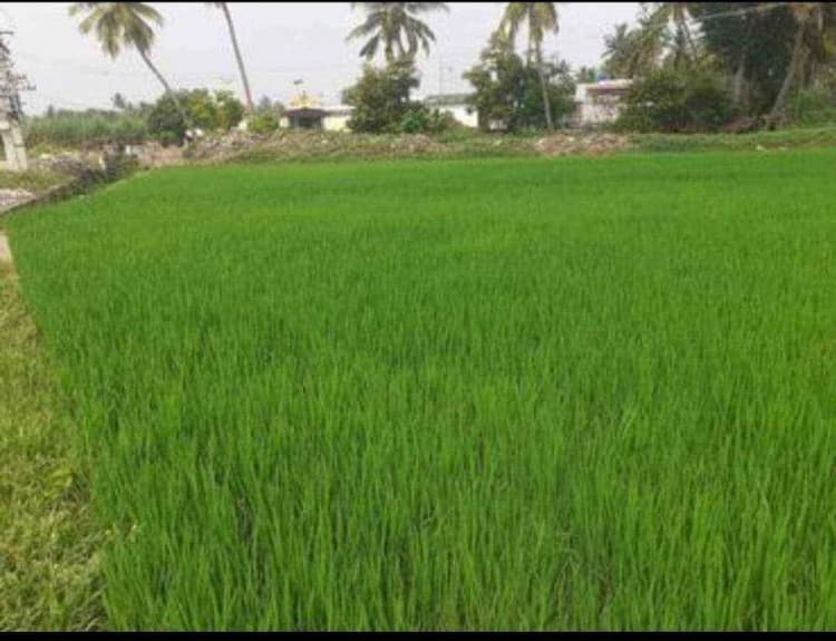 Agri Land For Sale