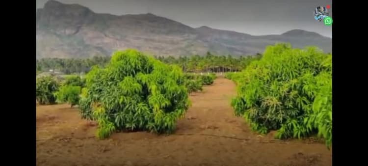 4.25 Acre Farm Land for Sale