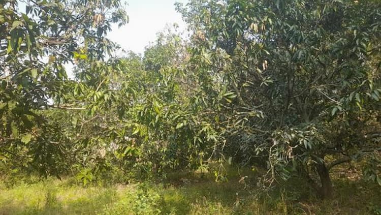  2 acre FOOT HILLS  Mango Farm For Sale