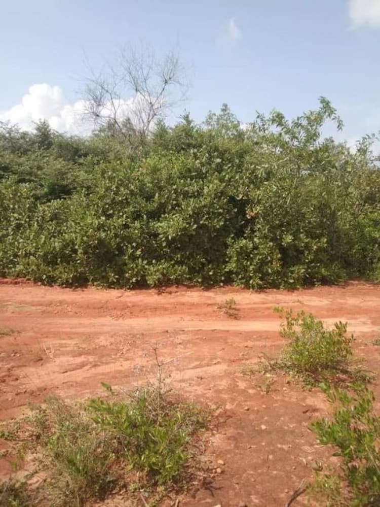 Punjai Land For Sales