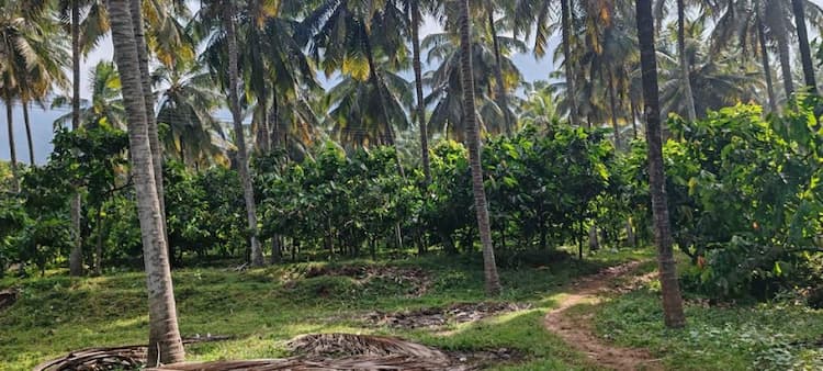 Farm Land For Sale